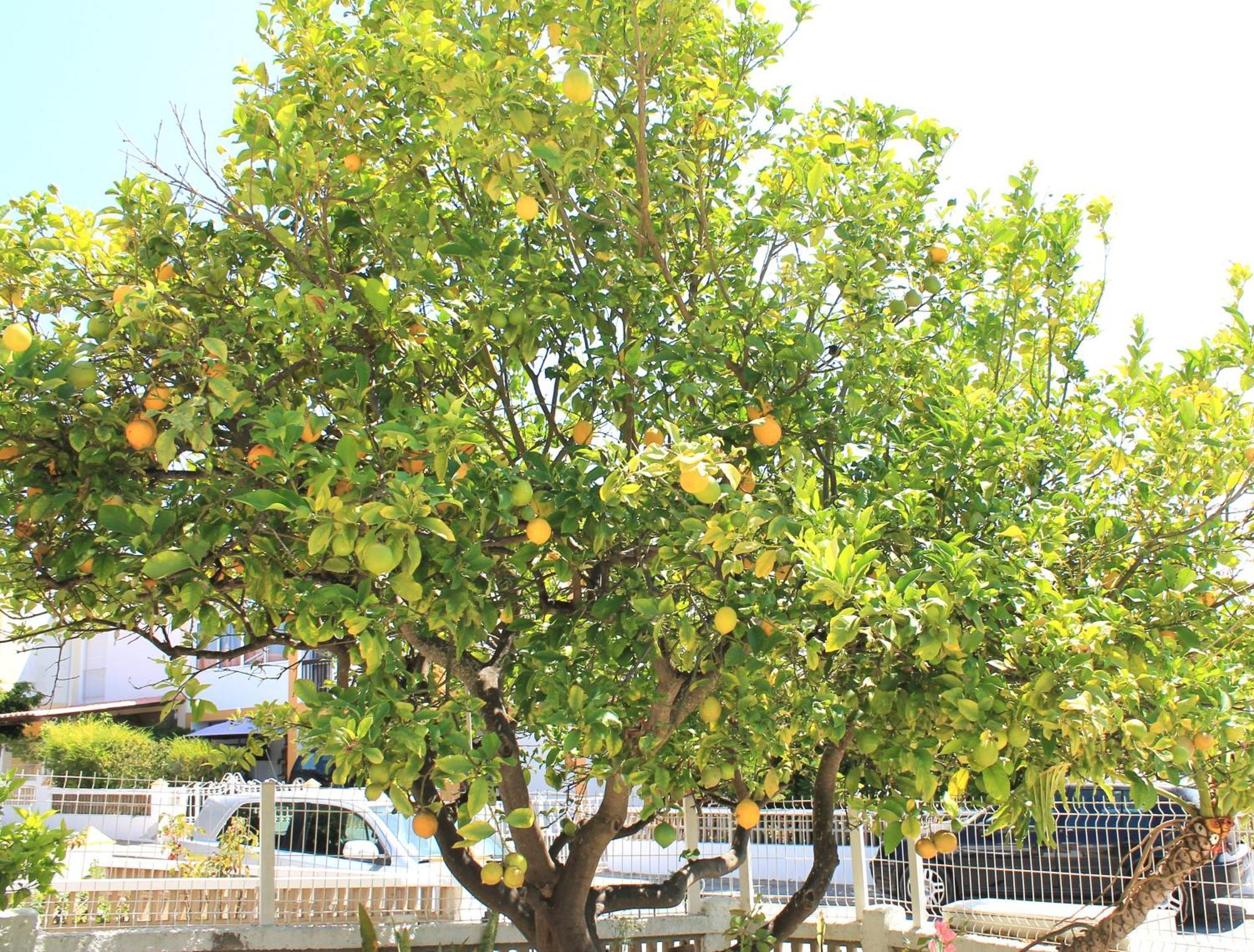 Willa Casa Do Limoeiro Albufeira Zewnętrze zdjęcie